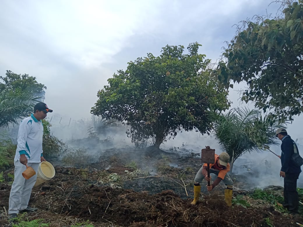 Kebun Sawit di Lahan Gambut Terbakar, Api Sulit Dipadamkan