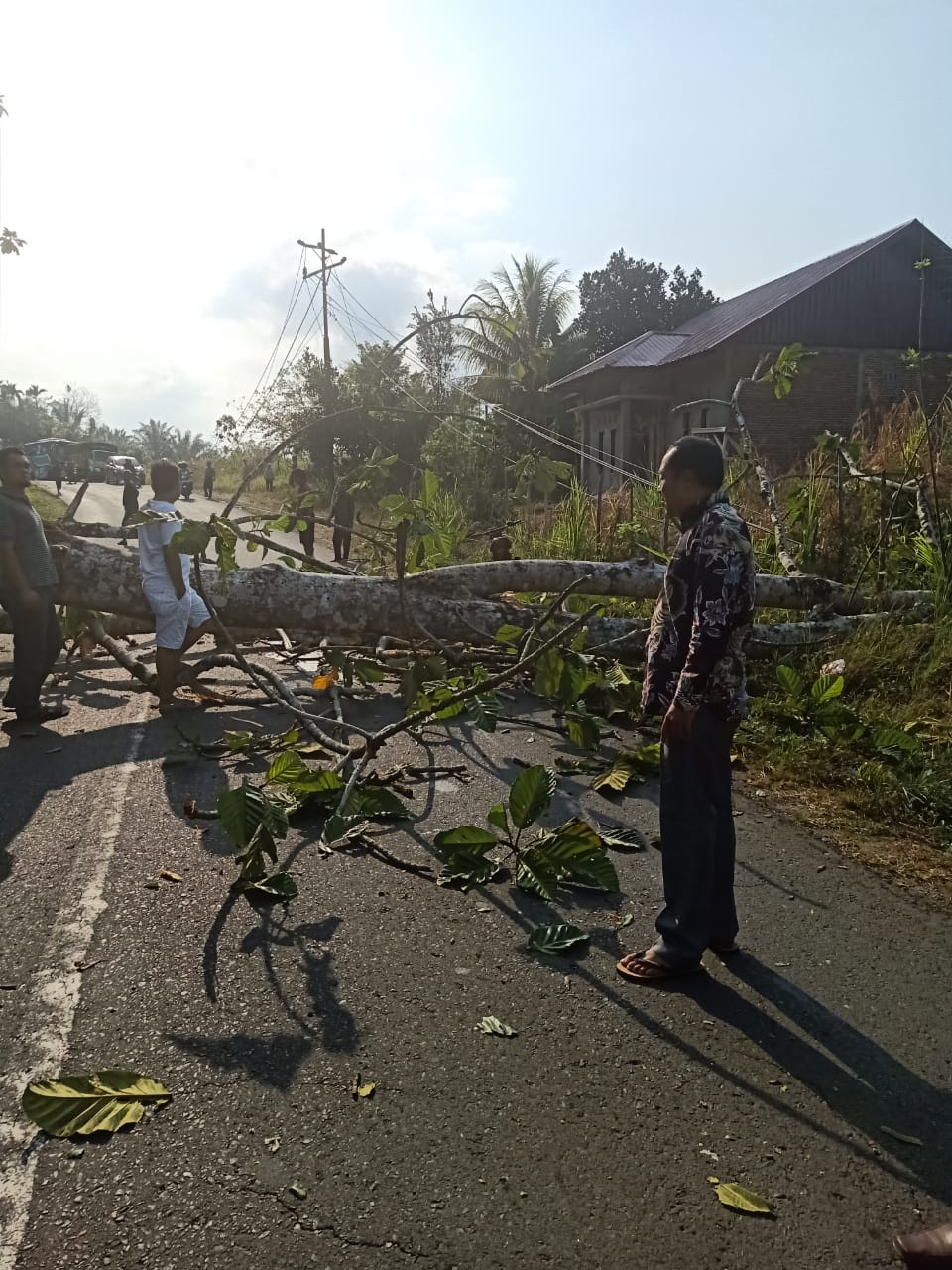 Tertimpa Pohon Tumbang, Balita Dilarikan ke RSMY