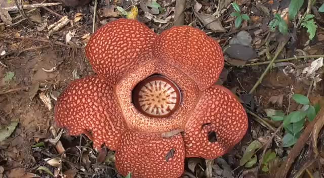 Rusak Bunga Rafflesia Arnoldi Bisa Dipidana