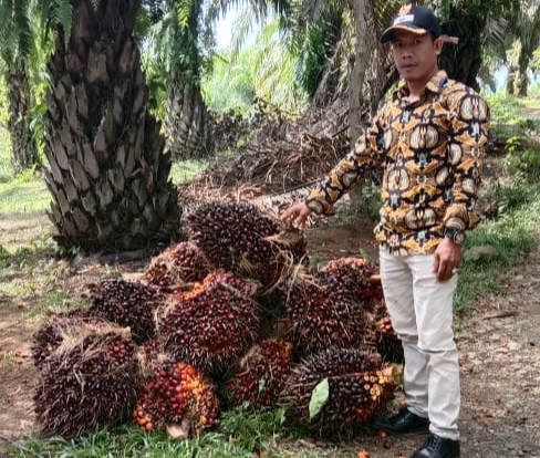 Oknum Anggota BPD di Bengkulu Selatan Tertangkap Maling Sawit 