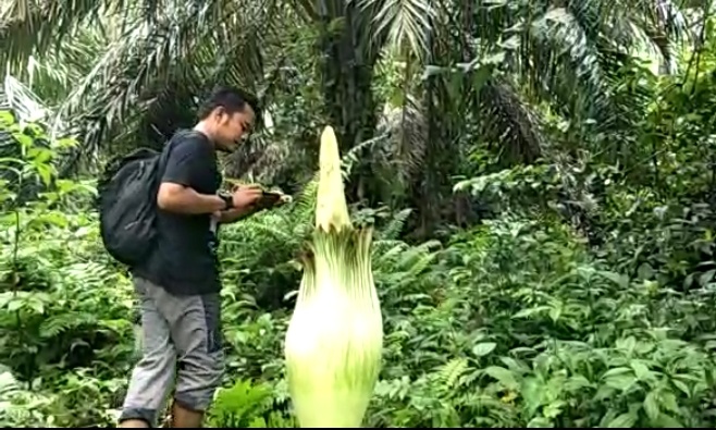 Bunga Amorphophallus Mekar di Arma Jaya
