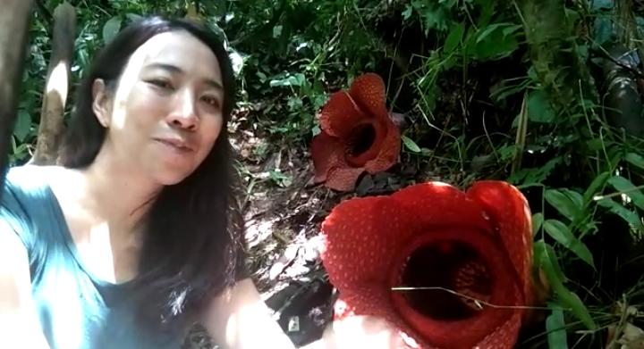 Cantiknya Raflesia Gadutensis Dipuji Turis Thailand