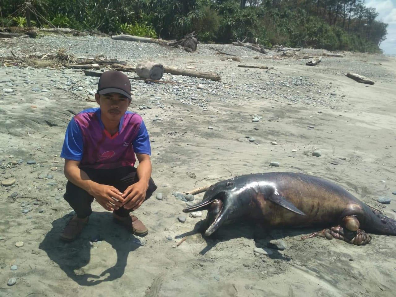 Seekor Lumba-lumba, Ditemukan Mati di Pantai Talo