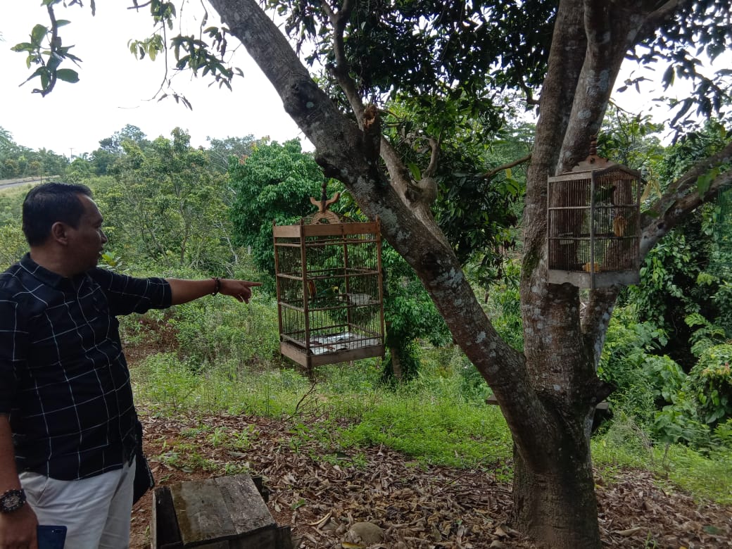 Enam Ekor Burung Diamankan BKSDA Seluma