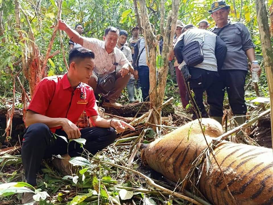 Satu Ekor Harimau Ditemukan Mati Terkena Jerat
