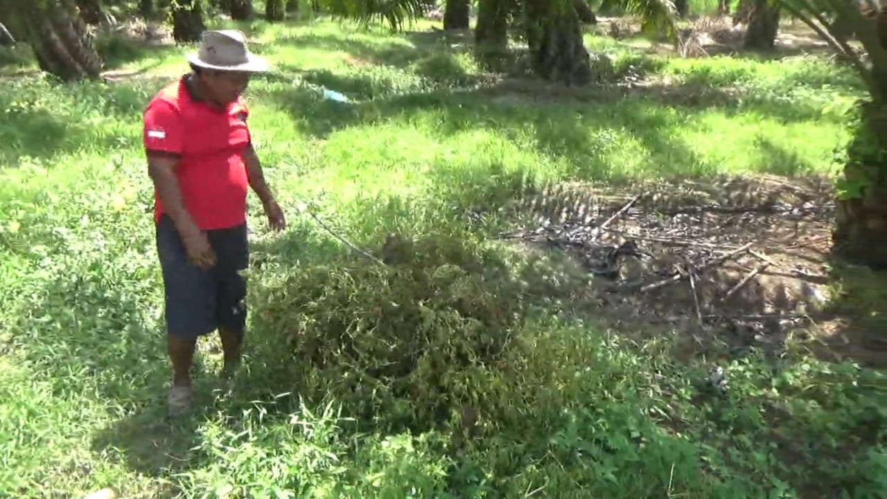 Petani Cabai Keluhkan Harga yang Anjlok