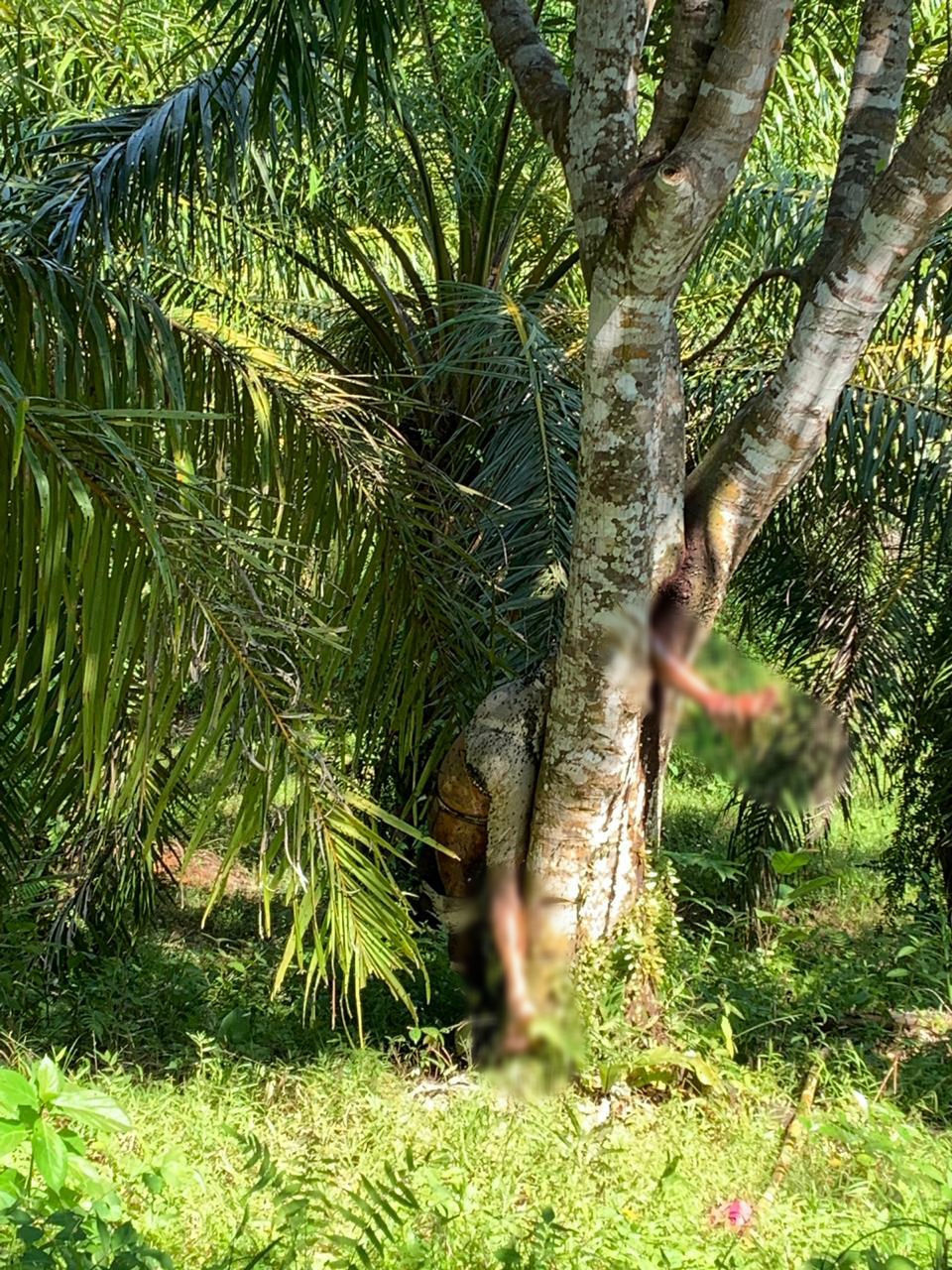 Warga Pino Raya Ditemukan Membusuk Terjepit Pohon Nangka