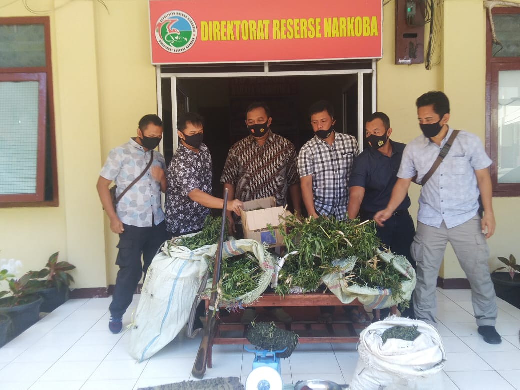 Polda Bengkulu Temukan Ladang Ganja di Kawasan Hutan Lindung RL