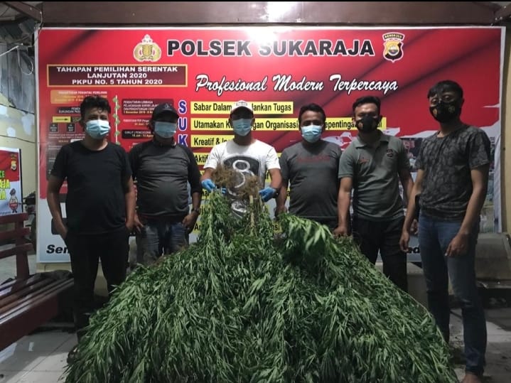 Polsek Sukaraja Temukan Ladang Ganja