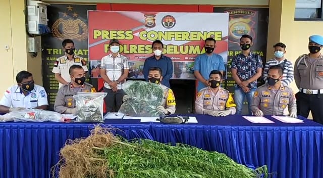 Polisi Cium Keberadaan Pemilik Kebun Ganja di Seluma