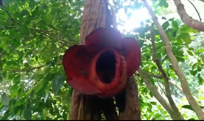 Bunga Rafflesia Mekar Tergantung di Desa Tebing Kaning