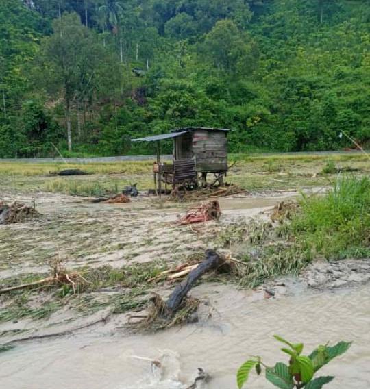 Puluhan Hektar Sawah Terendam Banjir, Petani Merugi