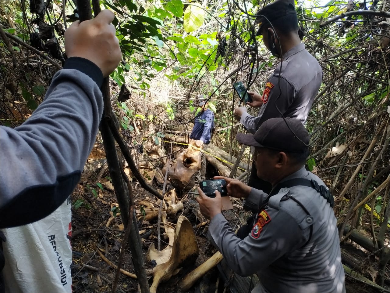 Bangkai Gajah Liar Ditemukan, Diduga Diracun