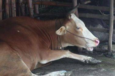 Waspada Penyebaran Penyakit Ngorok, Distan Seluma Imbau Masyarakat Tak Beli Sapi dari Luar Daerah