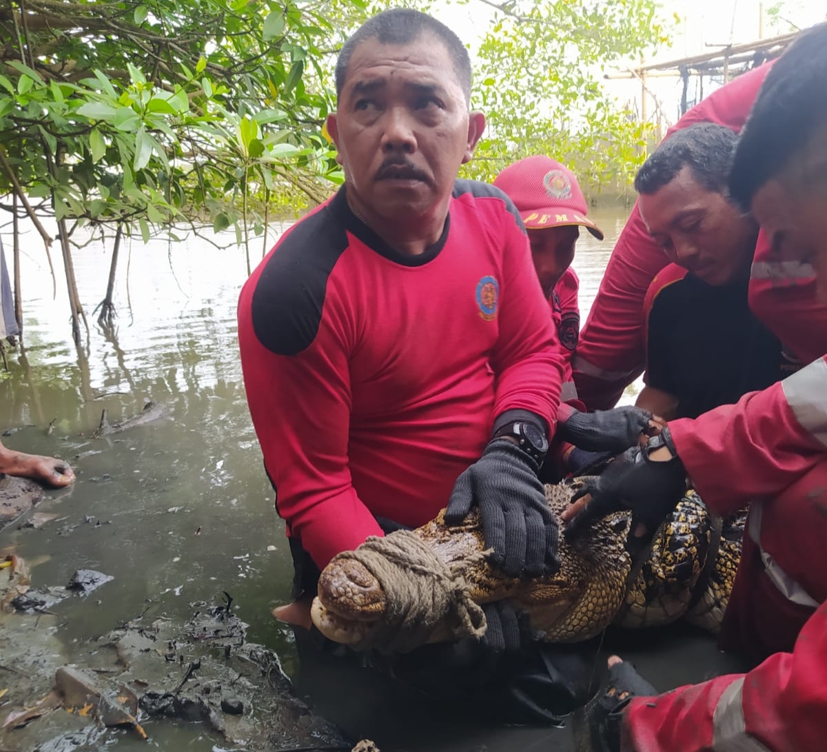 BREAKING NEWS: Buaya Berukuran 1,5 Meter Ditangkap di Muara Jenggalu