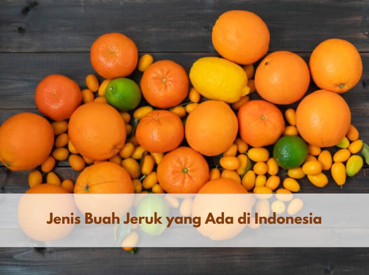 Kamu Perlu Tahu, Ini 8 Jenis Buah Jeruk yang Ada di Indonesia, Pernah Coba yang Mana?