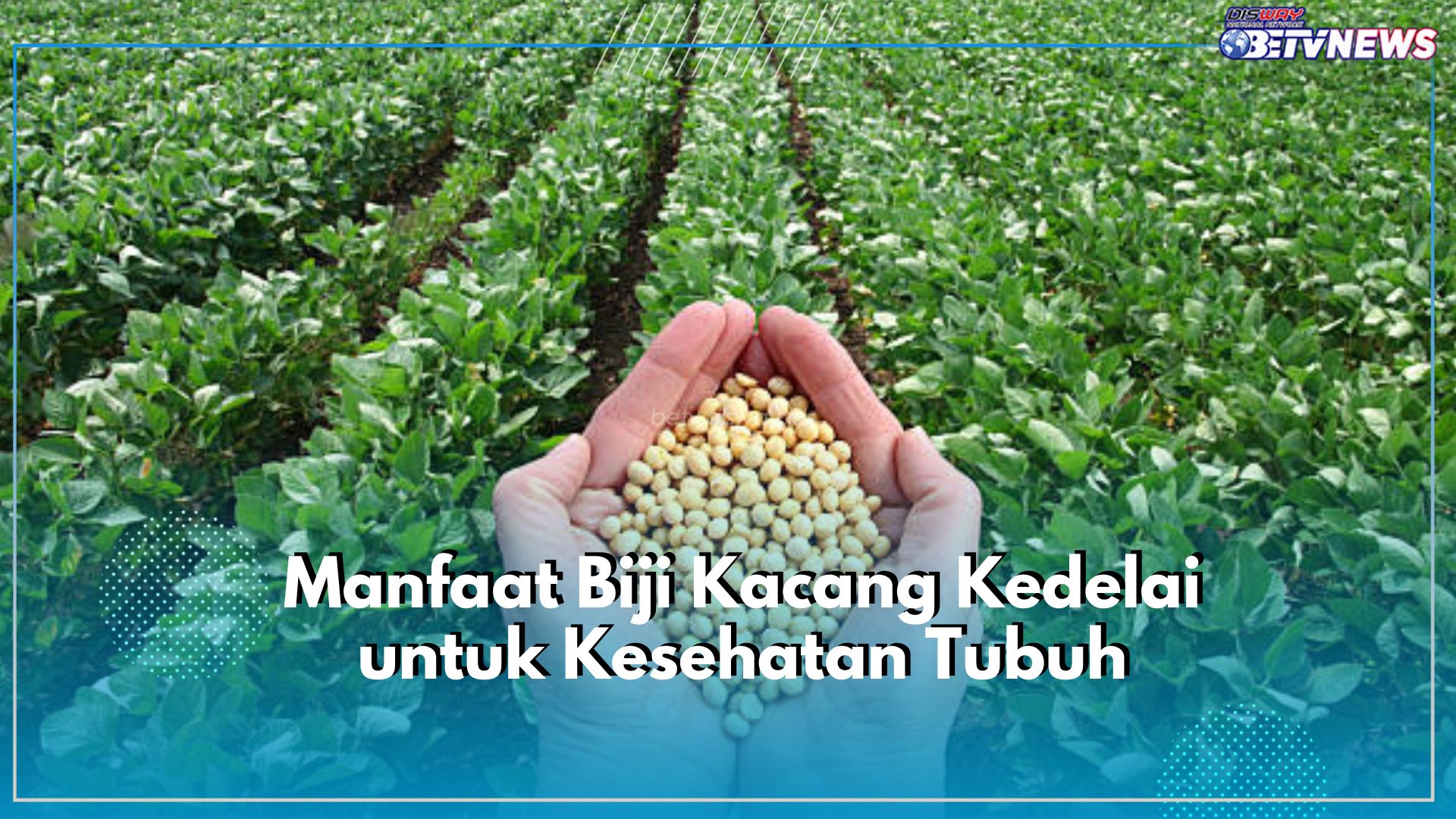Kenali Sederet Manfaat Biji Kacang Kedelai untuk Kesehatan Tubuh