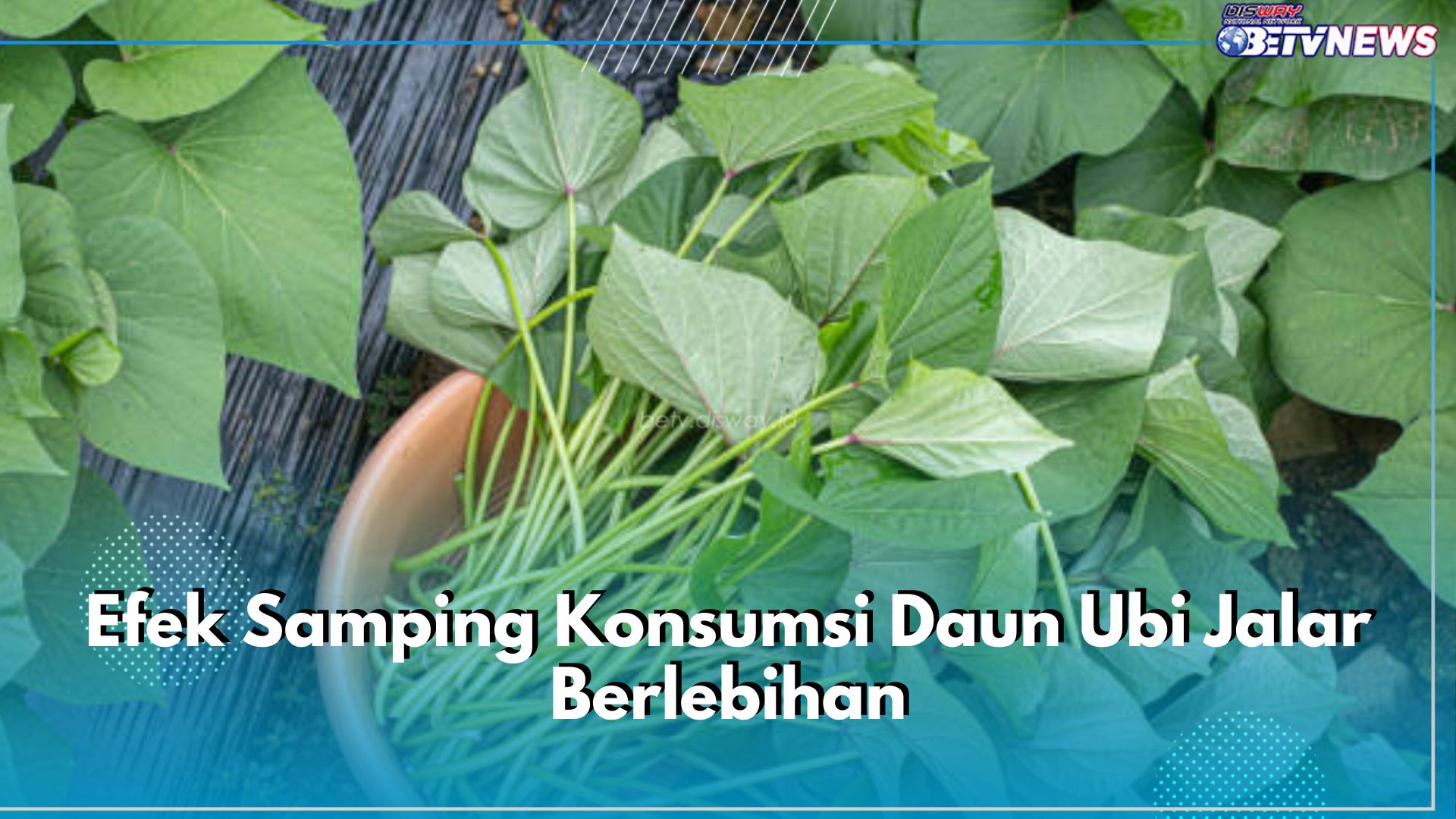 Dikenal Kaya Nutrisi, Ini 5 Efek Samping Konsumsi Daun Ubi Jalar Berlebihan yang Perlu Kamu Waspadai