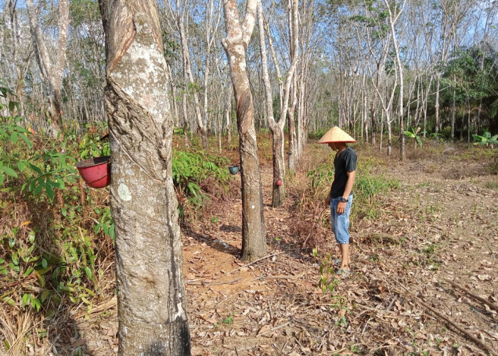 Harga Karet di Provinsi Bengkulu Tembus Rp12 Ribu per Kilogram