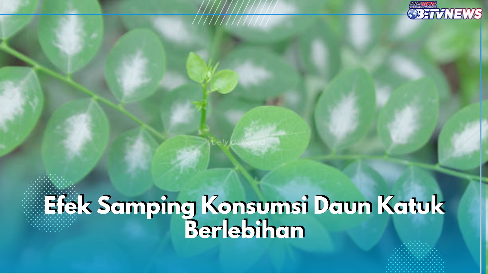 Waspadai 5 Efek Samping Konsumsi Daun Katuk Berlebihan Ini, Bisa Sebabkan Batu Ginjal!