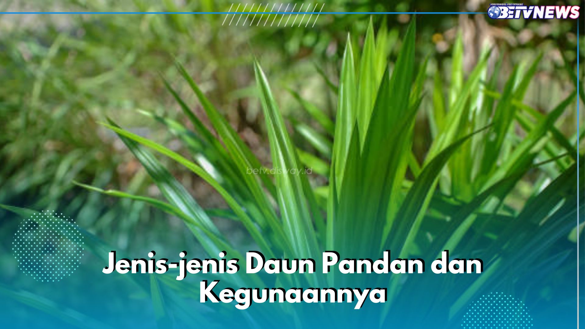 Kenali 5 Jenis Daun Pandan Ini dan Kegunaannya, Ada untuk Masakan hingga Kerajinan