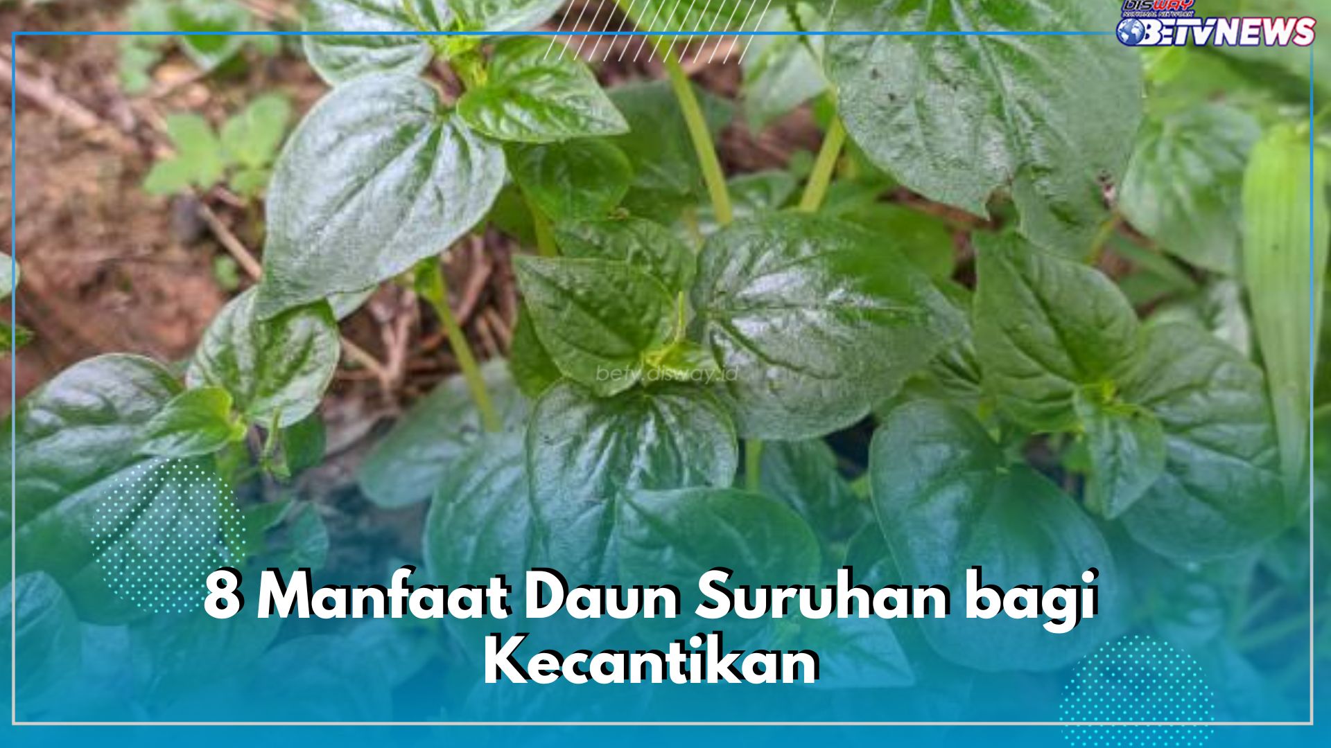 8 Manfaat Daun Suruhan bagi Kecantikan, Bisa Mengatasi Jerawat Secara Alami, Cek Caranya di Sini