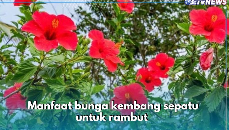 Selain Cantik, Bunga Kembang Sepatu Ternyata Sanggup Cegah Kebotakan, Cobain Deh