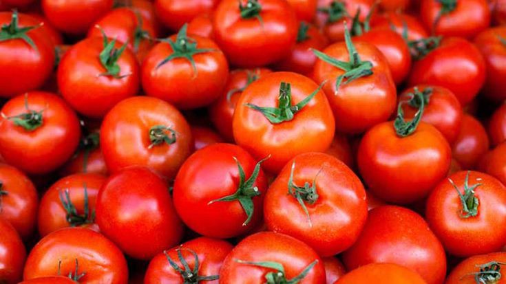 Selain Bagus Untuk Kecantikan, Ternyata Tomat Juga Baik Dikonsumsi untuk Kesehatan, Cek Manfaatnya