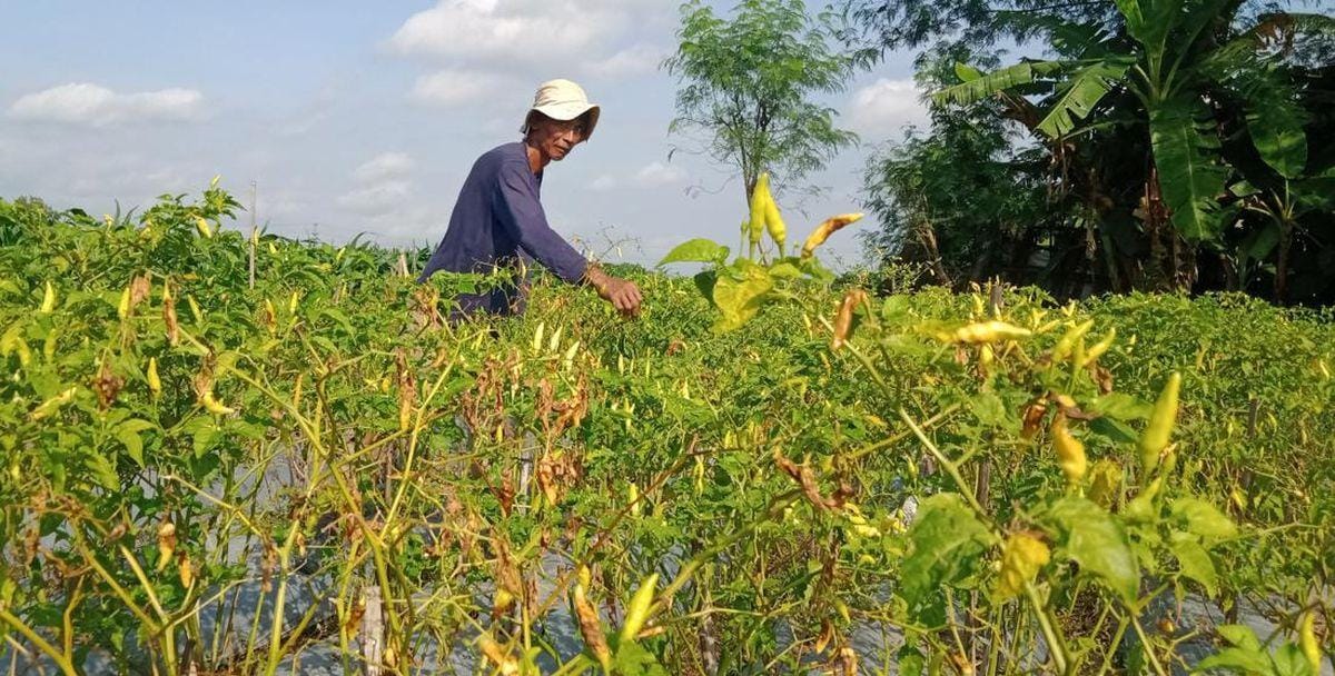 Musim Kemarau Berlanjut, Distan Seluma Siapkan Pompa Air Atasi Kekeringan