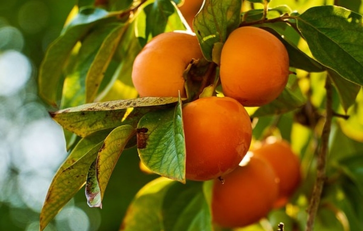 Ini 6 Tawaran Manfaat Buah Kesemek untuk Kesehatan Tubuh, Bikin Mata Jadi Sehat