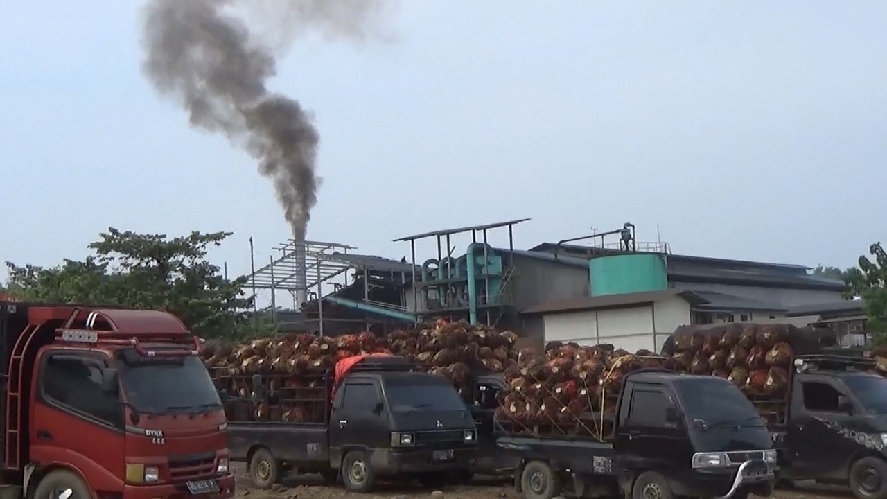 Dinas TPHP Provinsi Bengkulu Beri Penjelasan Soal Harga Sawit di Seluma yang Sempat Turun