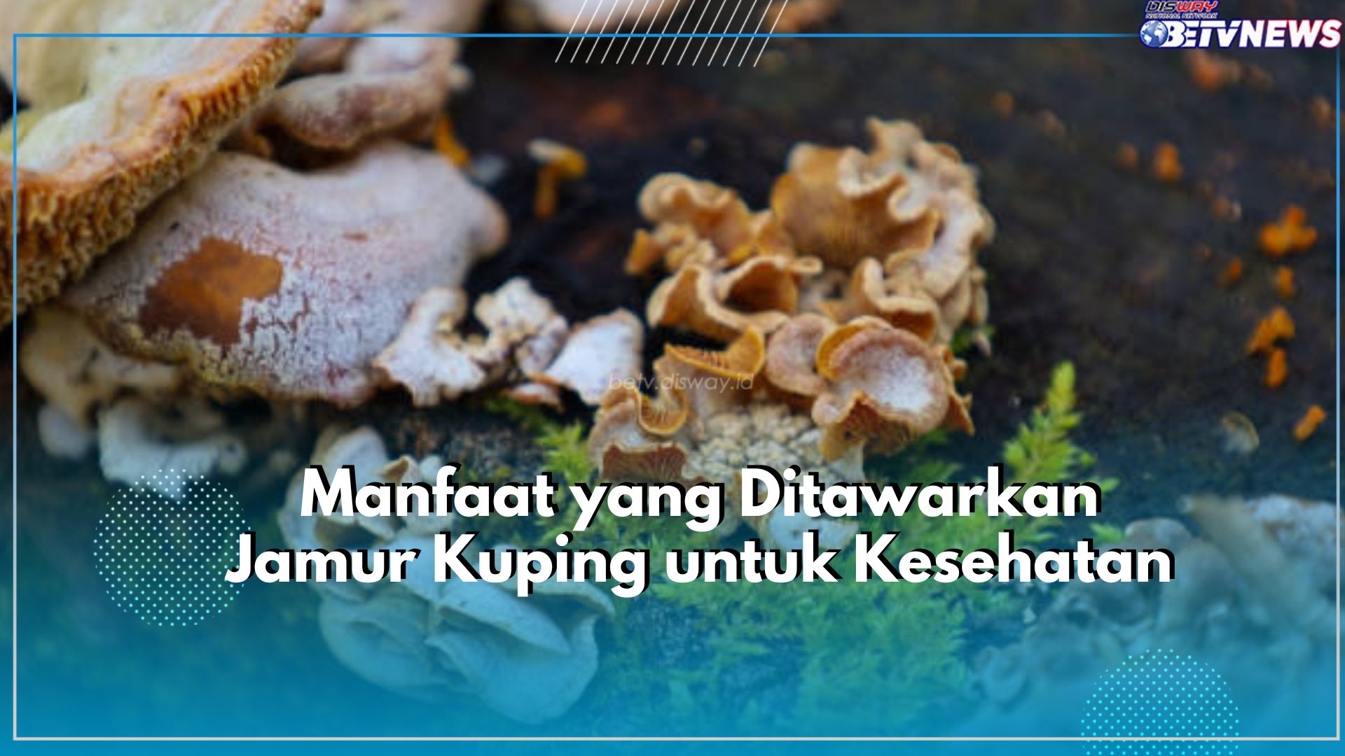 Jaga Imun Tubuh hingga Kesehatan Tulang dengan Jamur Kuping, Klaim Manfaat Lainnya Disini!