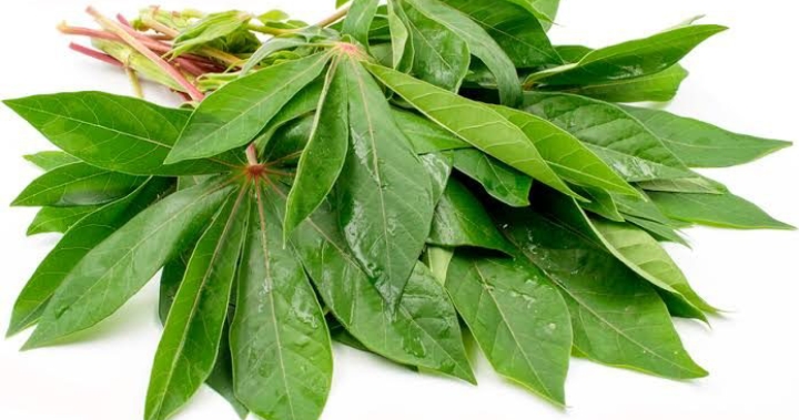 Ini 5 Manfaat Daun Singkong untuk Ibu Hamil, Terbukti Ampuh Jaga Berat Badan