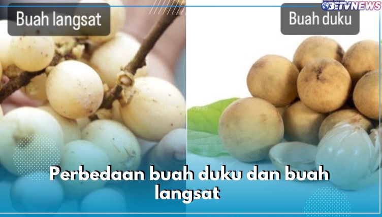 Bak Pinang Dibelah Dua, Kenali 5 Perbedaan Buah Duku dan Langsat