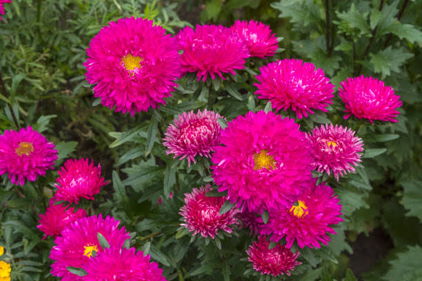 Inilah 6 Jenis Bunga Aster Diberbagai Belahan Dunia, Ada Cordifolius hingga Novi Belgii