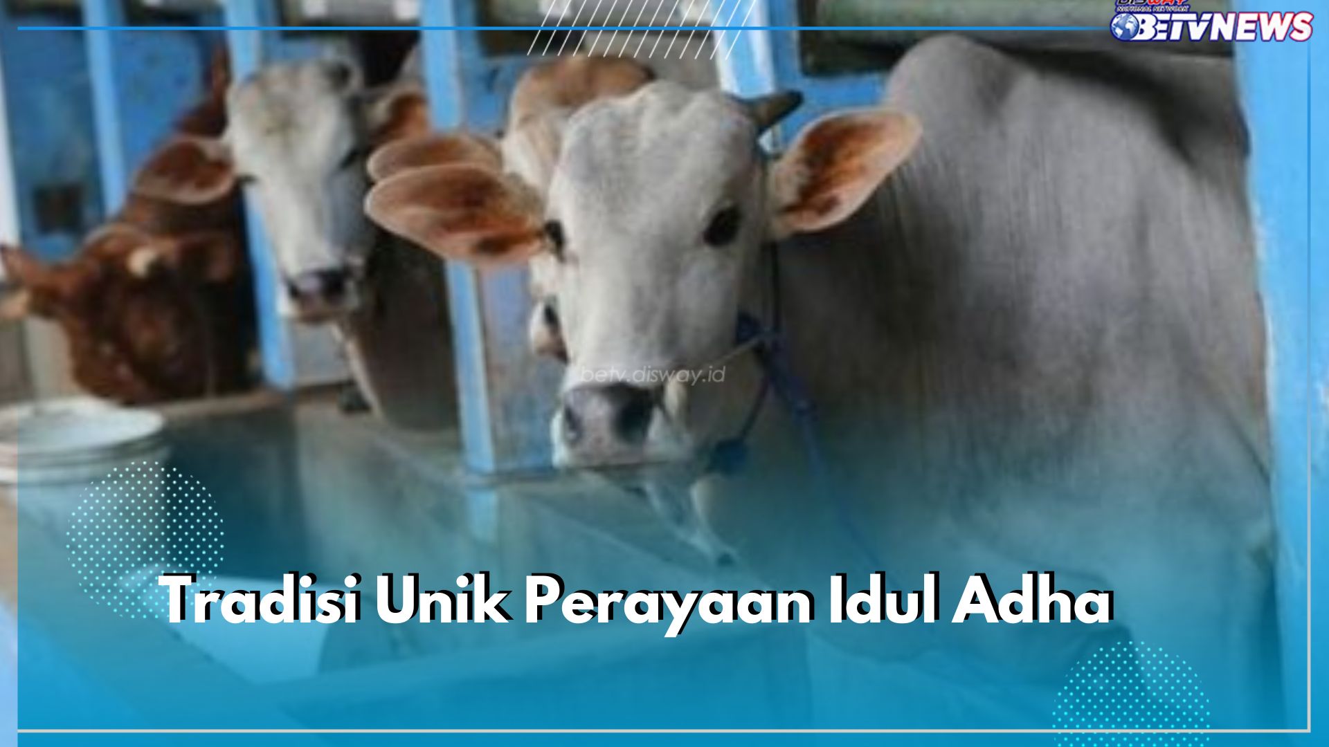 Uniknya, Ini 5 Tradisi Perayaan Idul Adha di Berbagai Negara, Mulai dari Mendandani hingga Manten Sapi