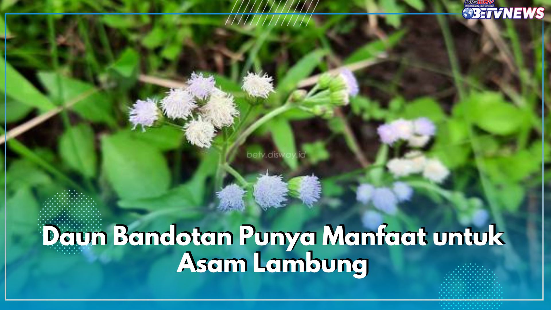Cari Tau di Sini, Daun Bandotan Punya Manfaat untuk Asam Lambung, Apa Saja?