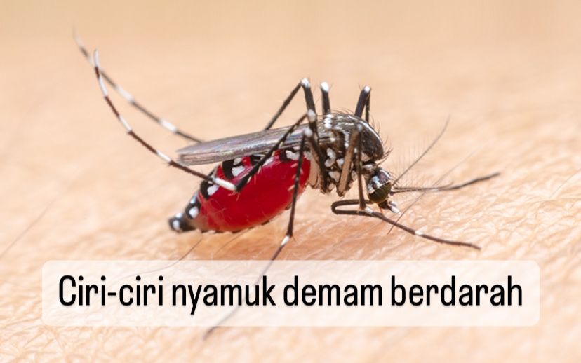 Kenali 6 Ciri Nyamuk Aedes Aegypti Penyebab Demam Berdarah, Salah Satunya Berwarna Hitam Putih