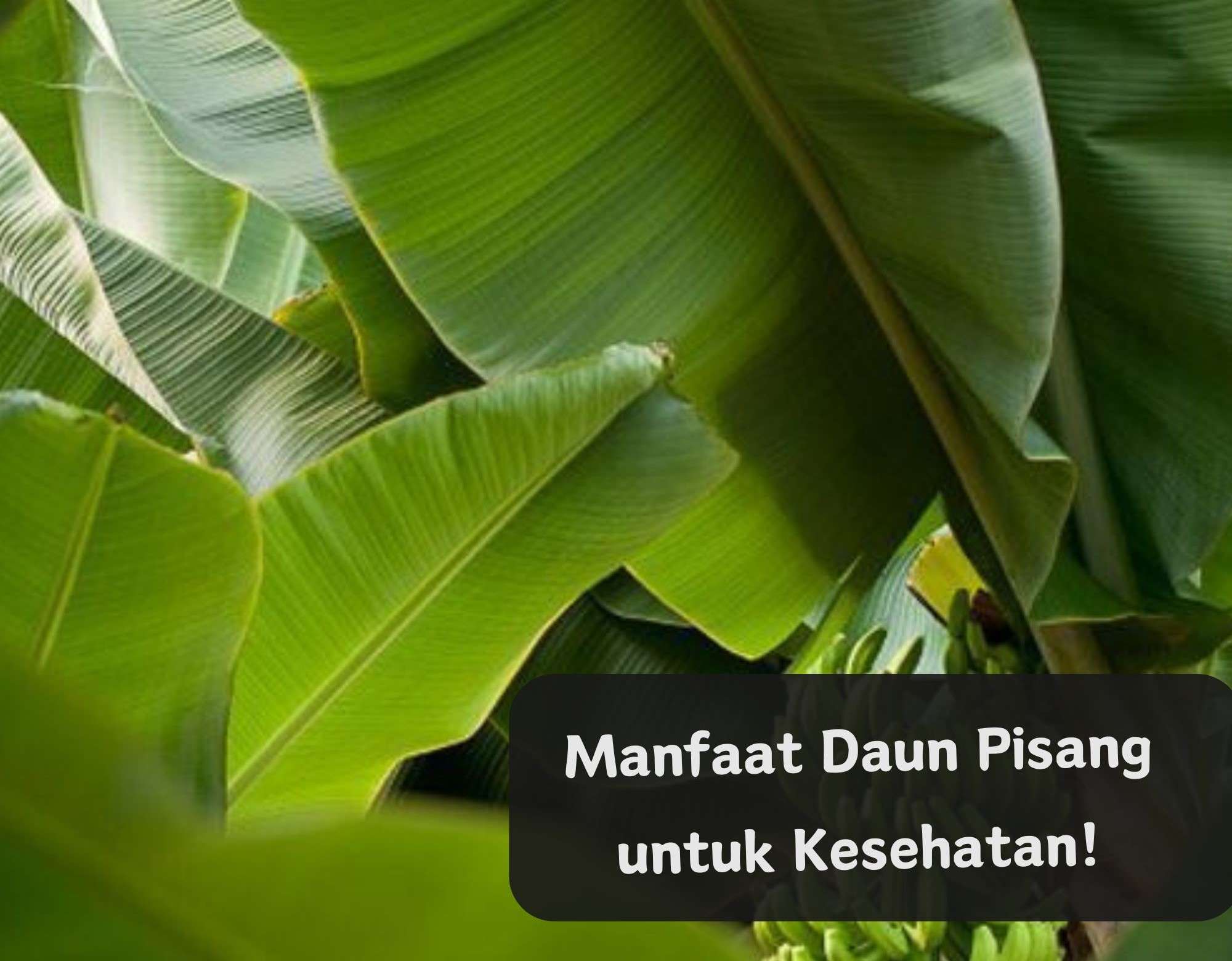 Kamu Perlu Tahu! Ini 5 Manfaat dan Kandungan Daun Pisang, Baik untuk Kesehatan Kulit 