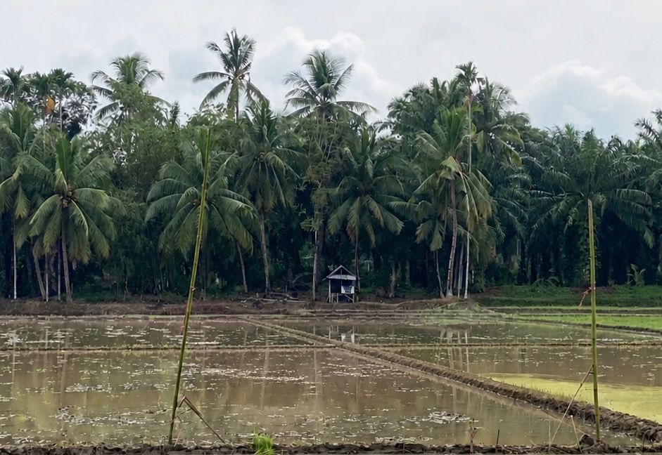 Kendala Alsintan di Bengkulu Selatan, Realisasi Tanam Padi Baru Capai 29 Hektar