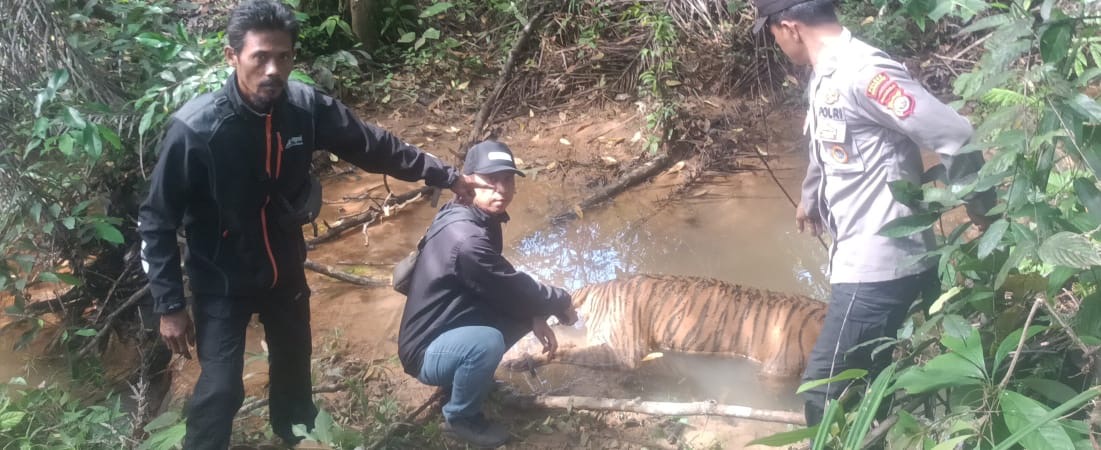 Usai Gajah, Kini Harimau Sumatera Ditemukan Mati di Mukomuko