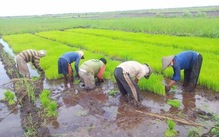 Distan Seluma Sebut Bantuan 160 Ton Benih Padi Akan Disalurkan pada Oktober 2024