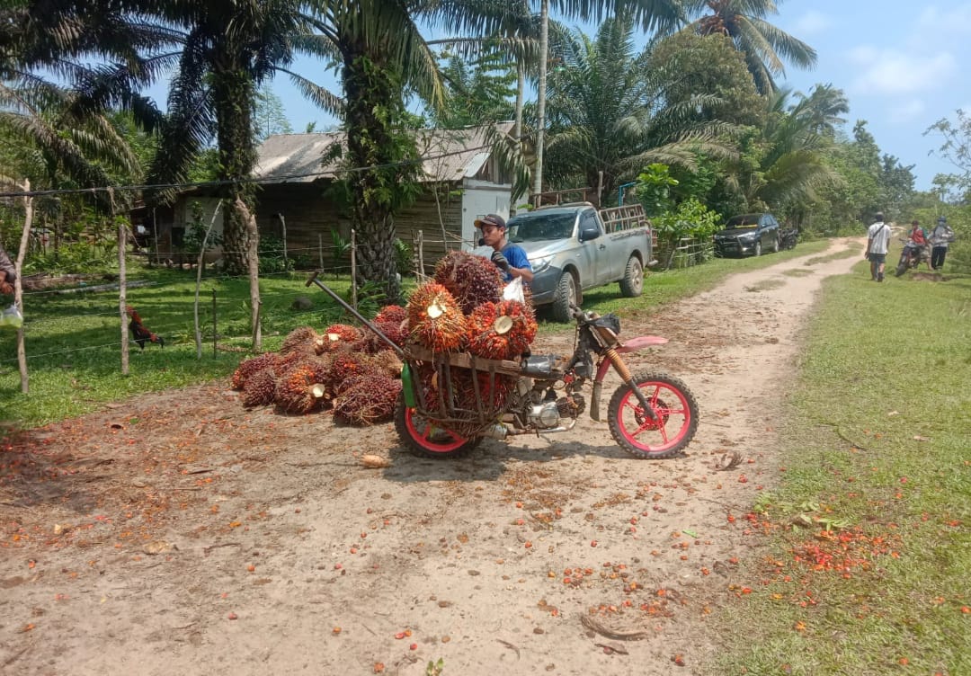 Ormas Kuasai Lahan Eks HGU Syahbudin Seluas 22 Hektar, Warga Jenggalu Resah