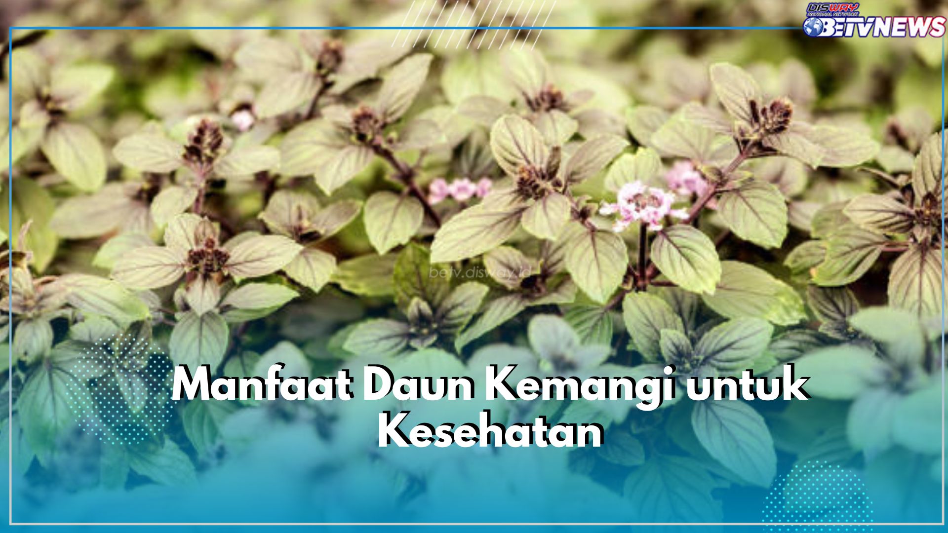 Tubuh Sehat Bebas dari Penyakit, Kenali Manfaat Daun Kemangi untuk Kesehatan, Salah Satunya Jaga Imun Tubuh