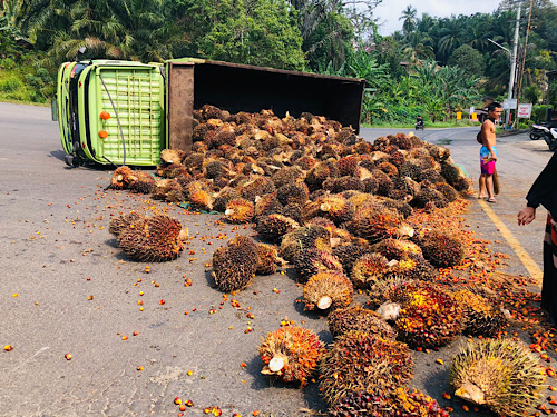 Truk Fuso Muat Sawit 17 Ton Terguling saat Menanjak di Bawah Fly Over Tais