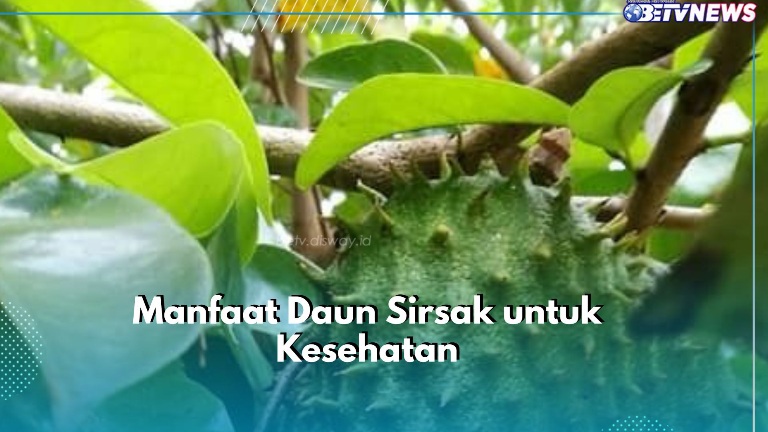 Cara Mudah Mengobati Maag, Cukup Konsumsi Daun Sirsak Ini, Cek Manfaat di Sini