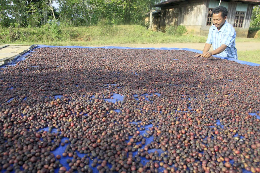 Harga Biji Kopi di Seluma Masih Stabil Rp52 Ribu per Kilogram