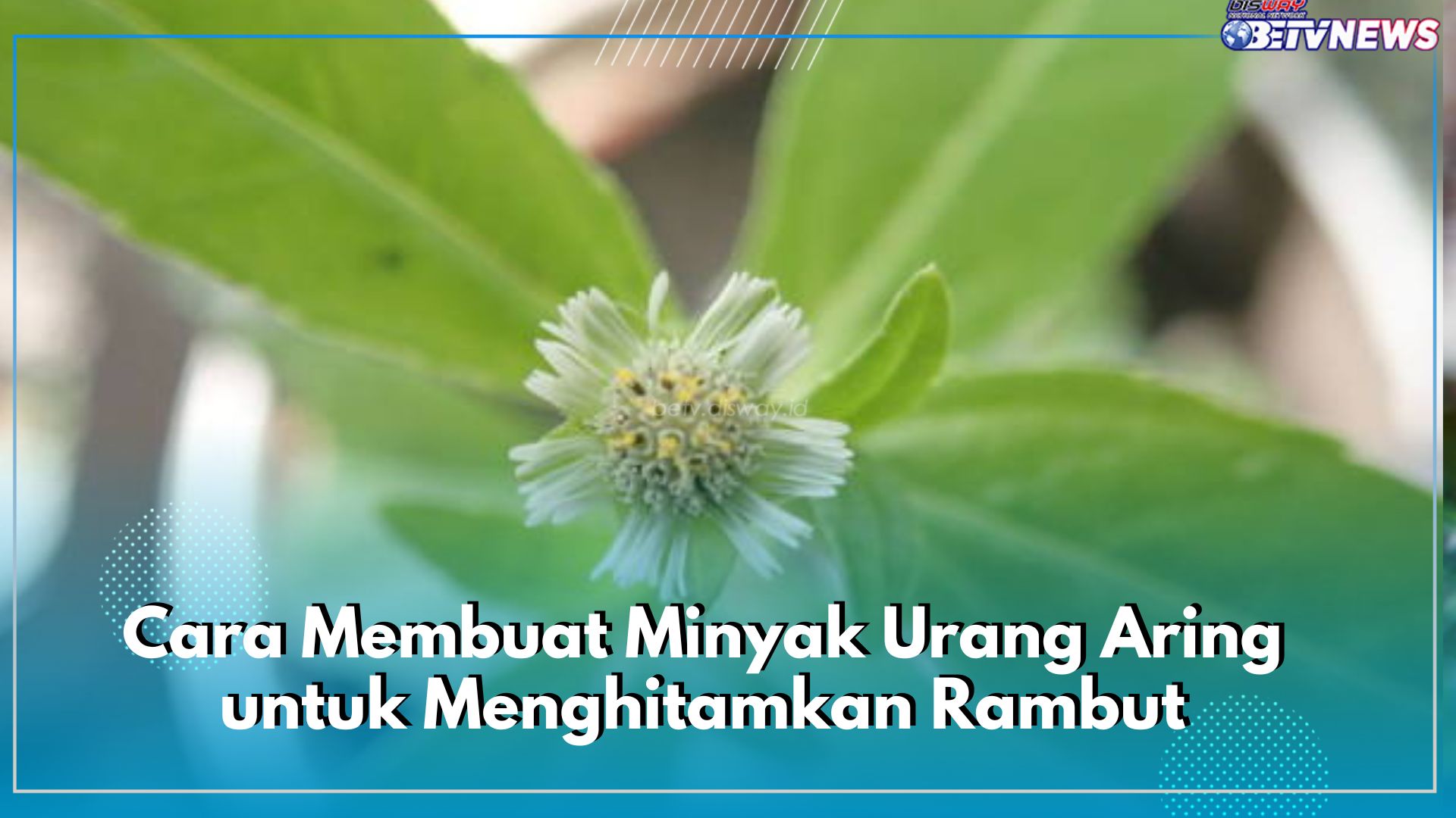 Cara Membuat Minyak Urang Aring untuk Menghitamkan Rambut, Auto Lembab dan Mengkilap Sepanjang Hari