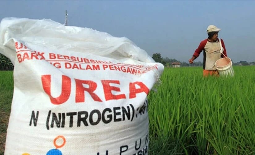 Dinas Pertanian Seluma Salurkan 640 Ton Pupuk Gratis untuk Petani