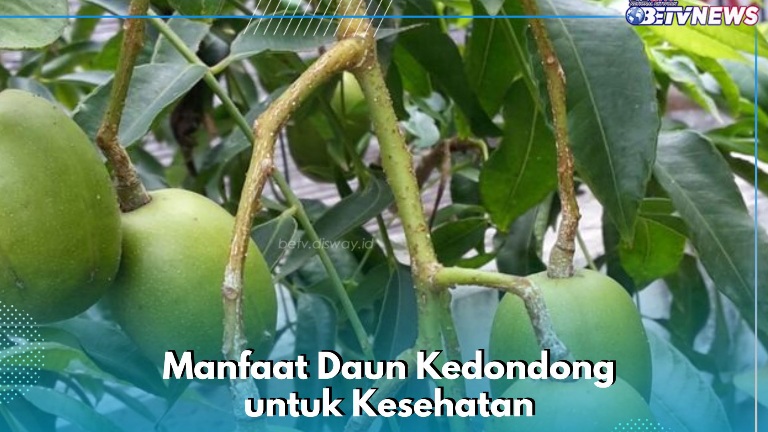 Cek di Sini Manfaatnya, Daun Kedondong Dapat Mengurangi Infeksi Mulut